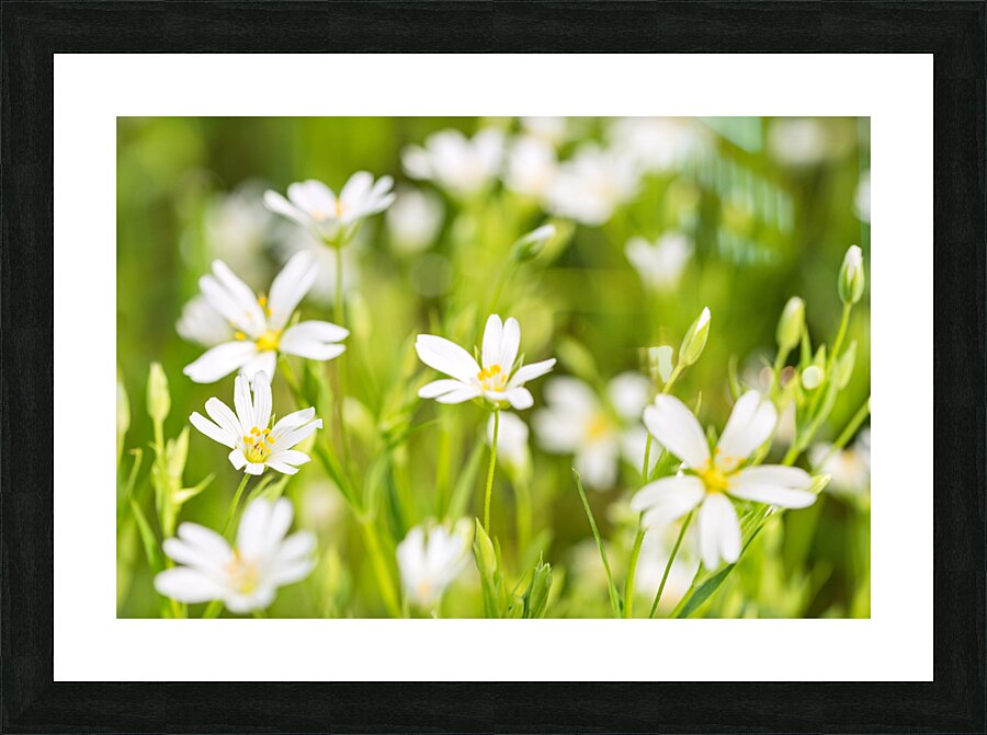 White Flowers Picture Frame print
