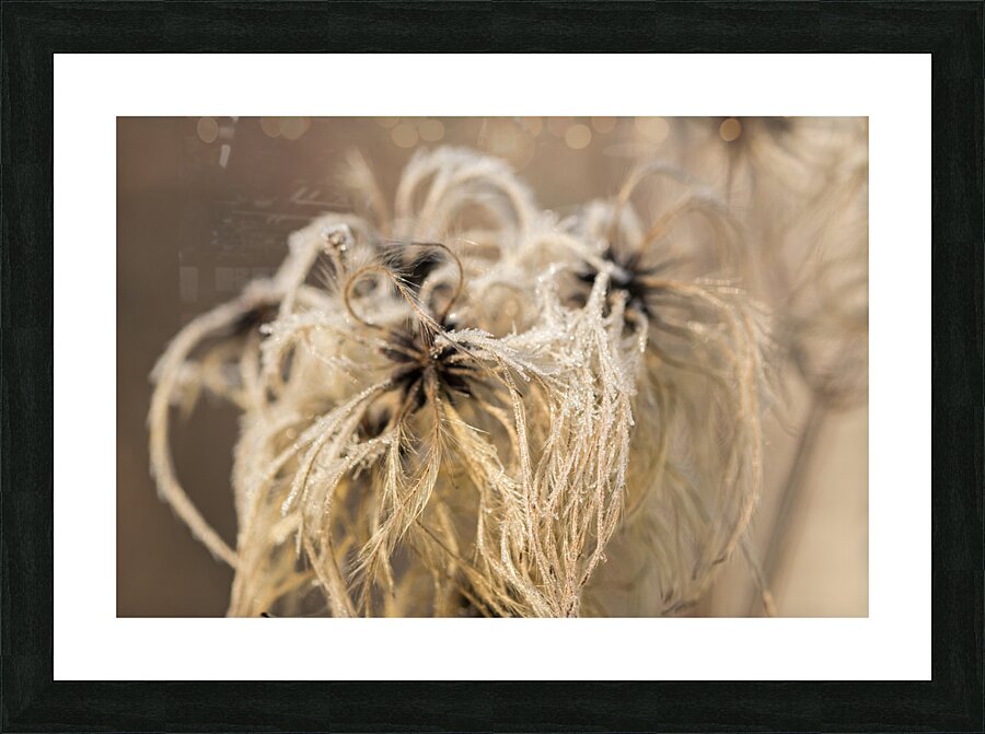 Frozen Flower Picture Frame print