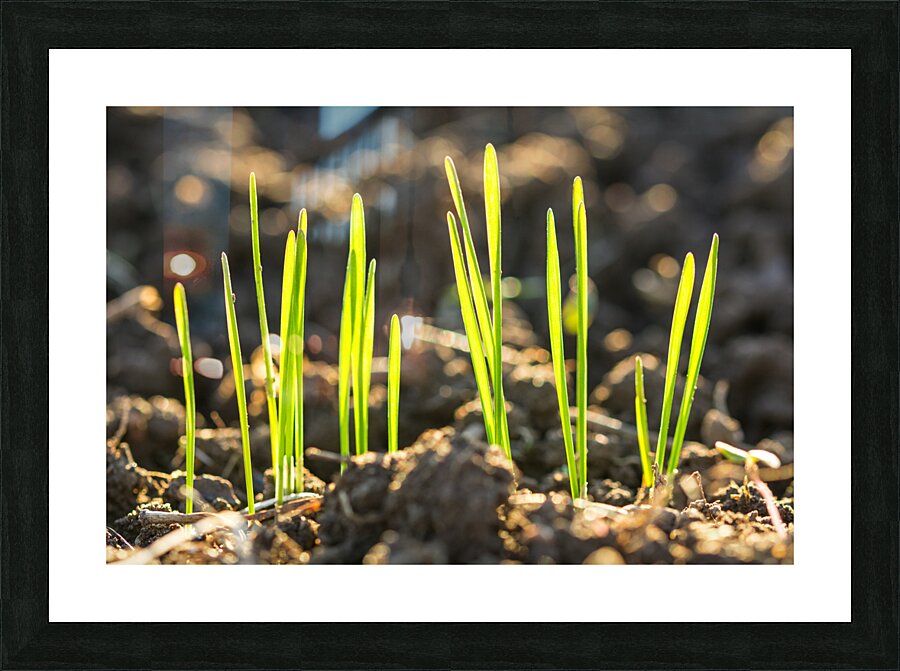 Spring Picture Frame print