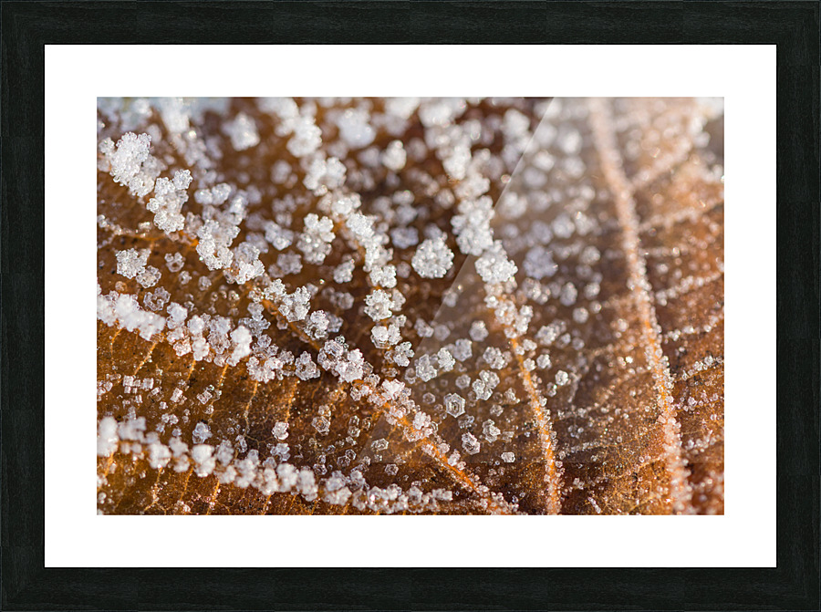 Winter Leaf Picture Frame print