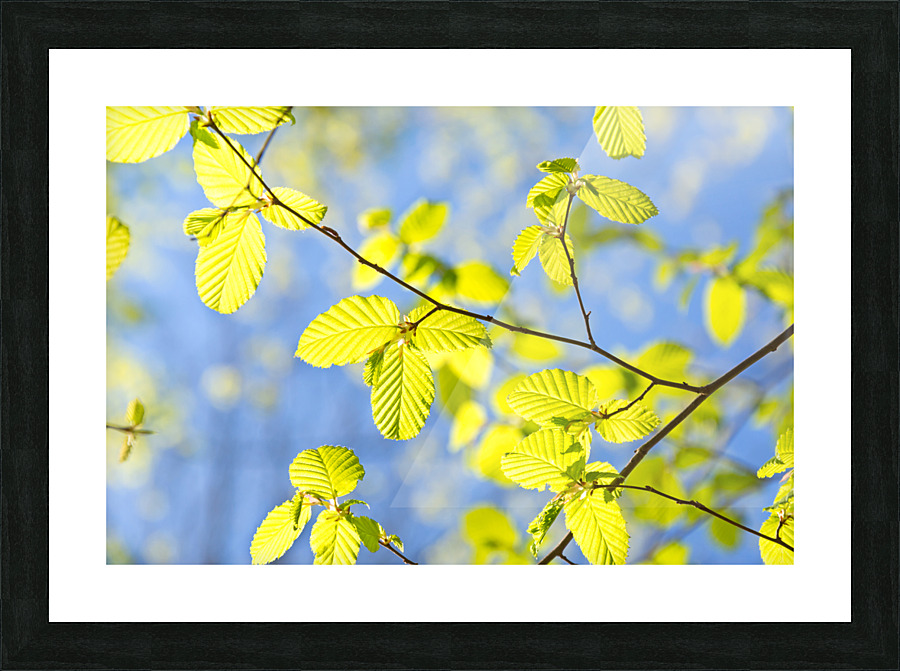 Spring Leaves Picture Frame print