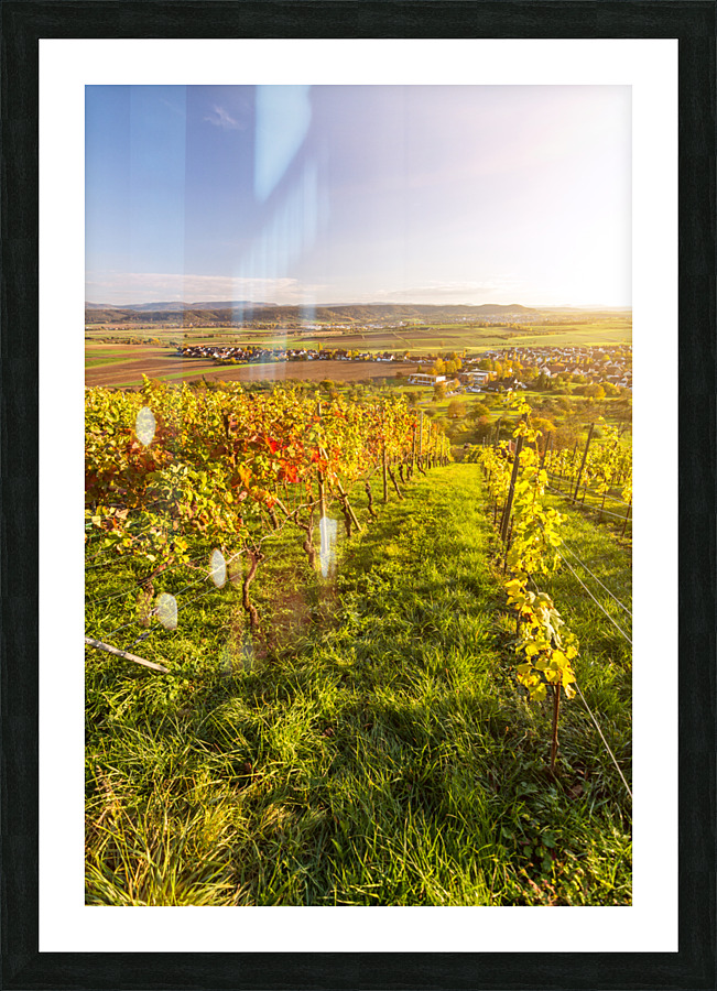 Vineyard Sunset Picture Frame print
