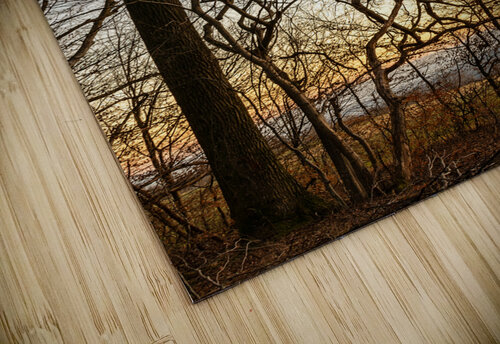 Beautifully shaped tree at the edge of the forest at sunset  caladoart puzzle