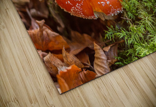 Fly Agaric Mushroom caladoart puzzle