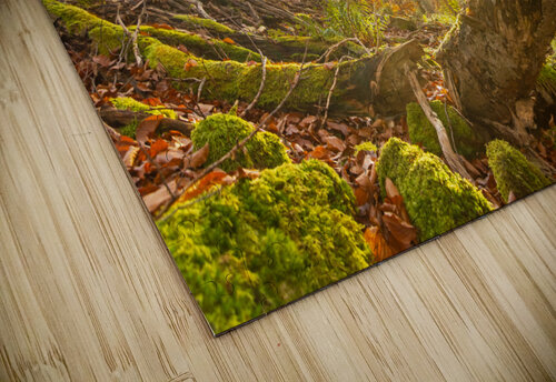 Autumn Forest caladoart puzzle