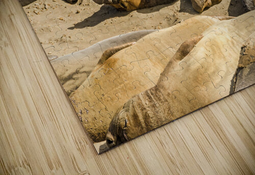 Sea Elephants caladoart puzzle