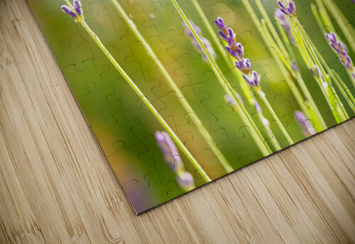 Sunny Lavender caladoart puzzle
