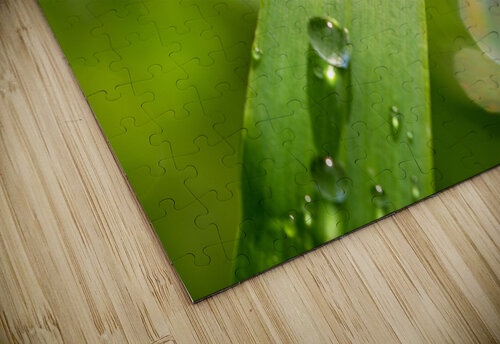 Dewdrops on Grass caladoart puzzle
