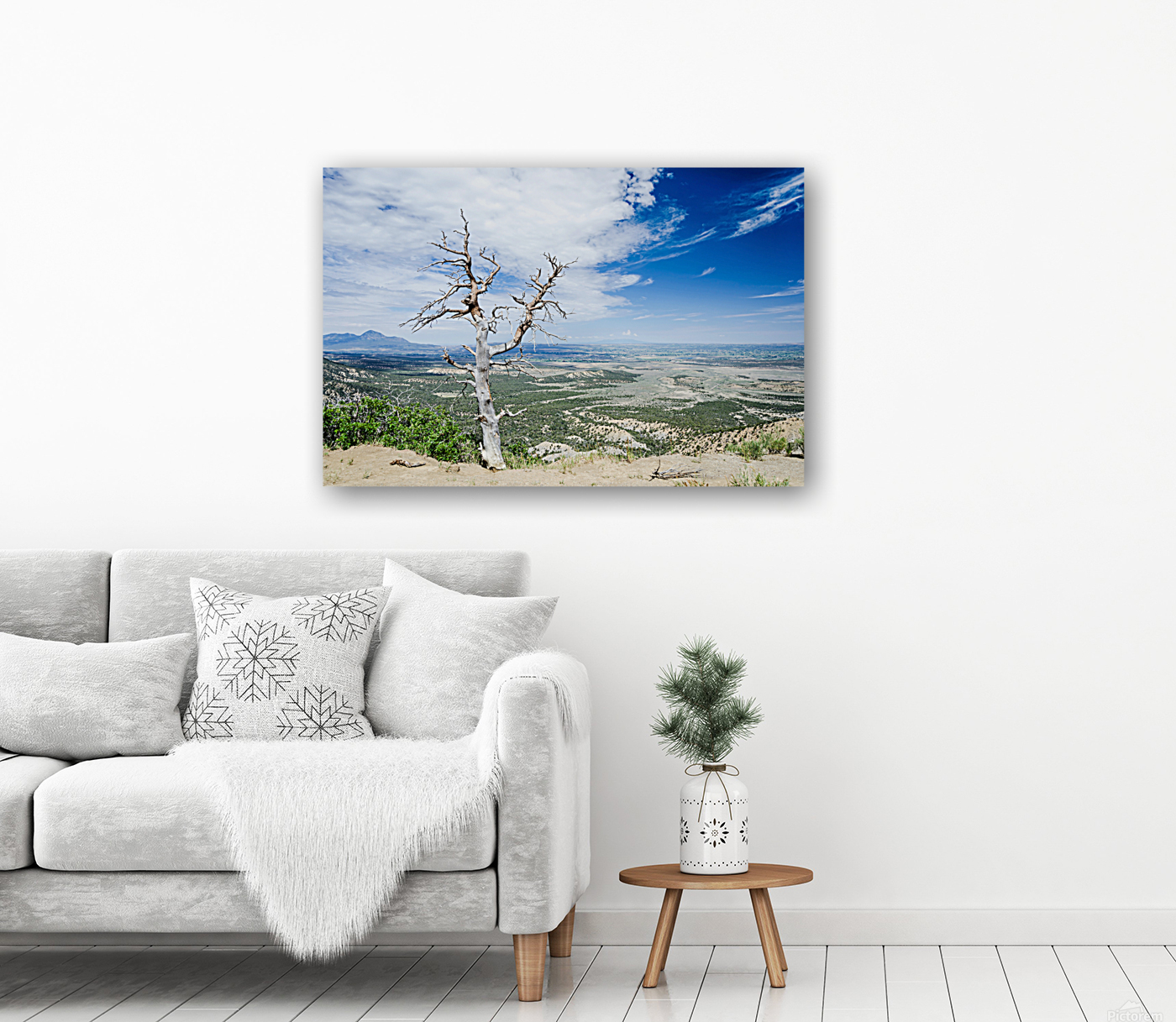 Desert Tree Reproduction