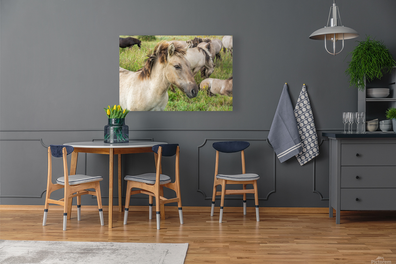 Konik Reproduction