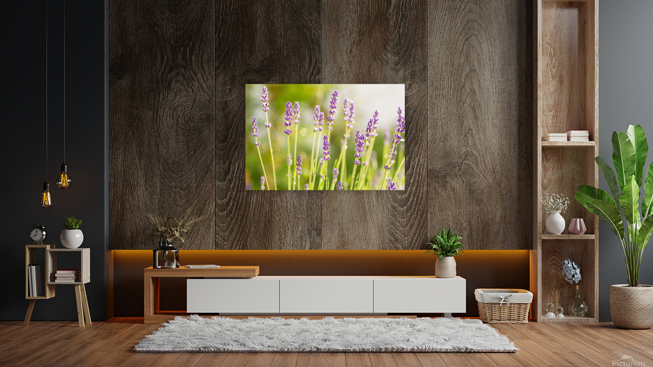 Sunny Lavender Reproduction