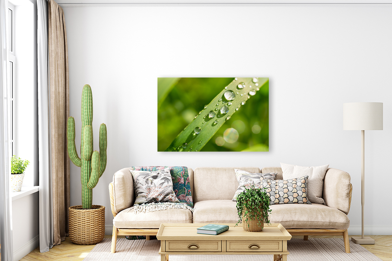 Dewdrops on Grass Reproduction