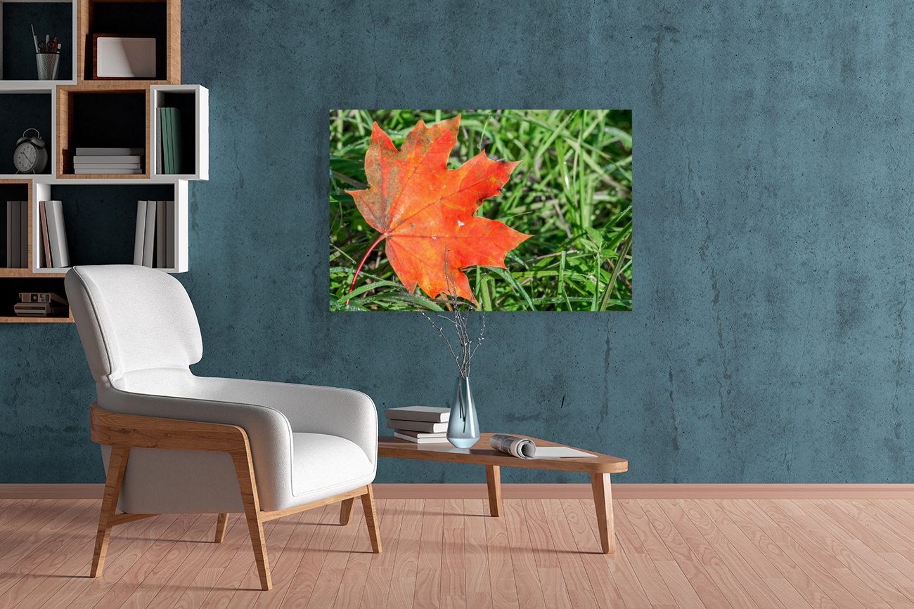 Red Maple Leaf Reproduction