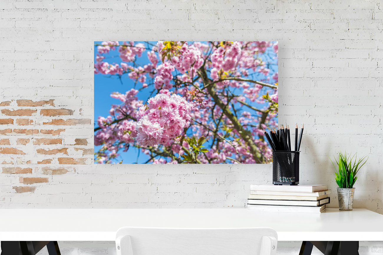 Cherry Blossom Reproduction