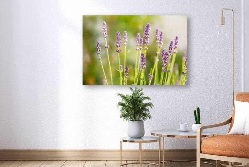 Closeup macro shot of purple lavender flowers in the sunlight  by caladoart