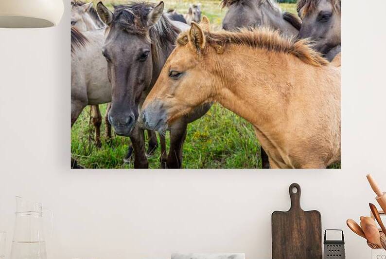 Herd of beautiful wild horses Konik in Northern Germany by caladoart