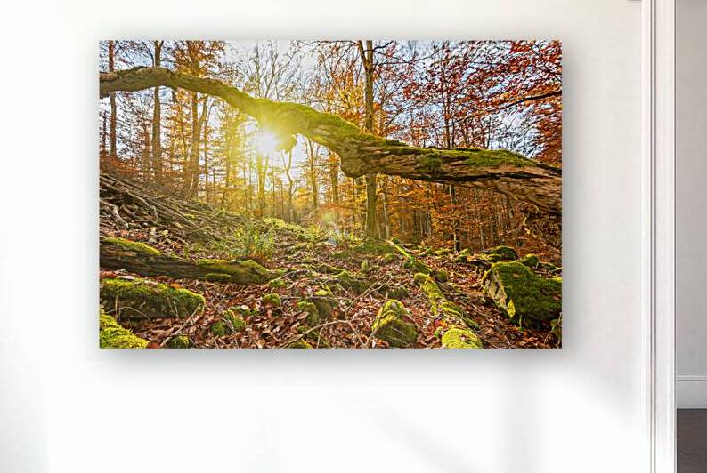 Old moss-covered tree trunk in the autumnal forest at sunset by caladoart