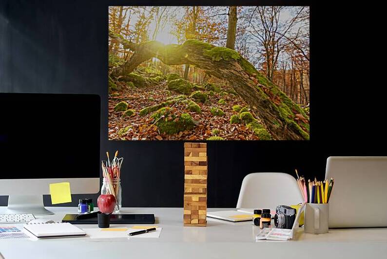 Sun rays over tree trunk in autumnal forest by caladoart