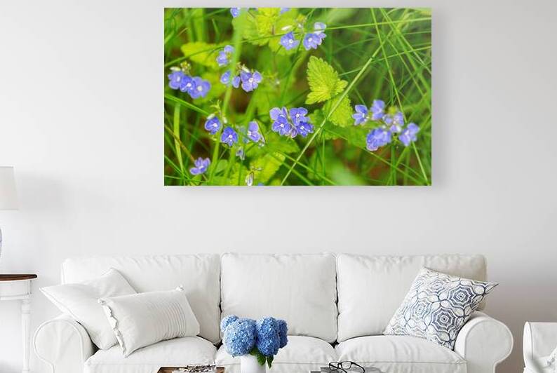 Closeup macro shot of blue Germander Speedwell Veronica chamaedrys flowers by caladoart