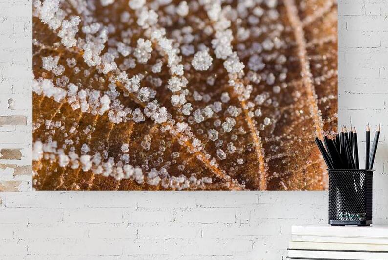 Closeup macro shot of a frozen brown leaf in winter covered by b by caladoart