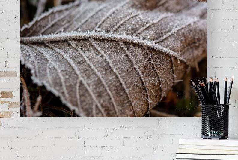 Closeup macro shot of beech leaf covered by beautiful ice crystals  by caladoart