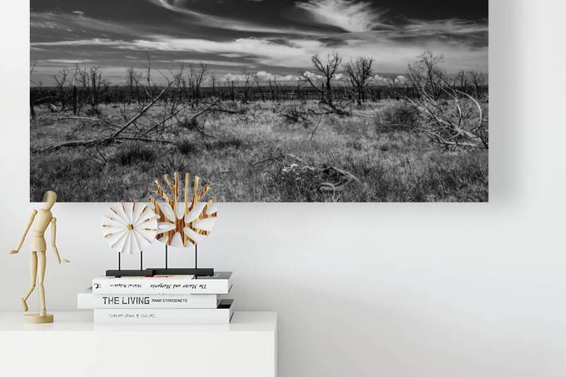 Black and white shot of withered trees in the steppe in the US Southwest by caladoart