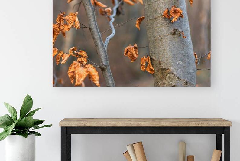 Closeup shot of beautiful withered orange leaves on a tree in the forest by caladoart