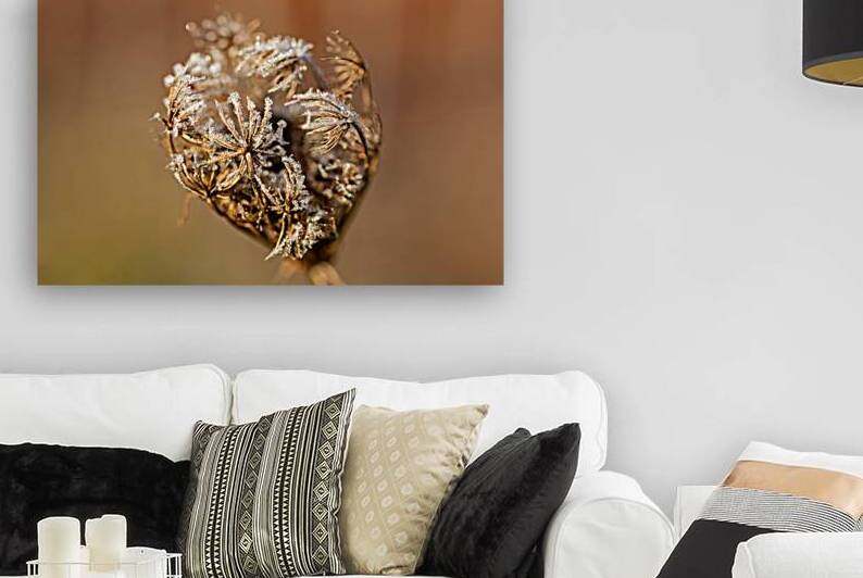 Closeup macro shot of withered flower covered by beautiful ice crystals  by caladoart