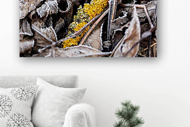 Closeup macro shot of a fungus and withered leaves covered by beautiful ice crystals  by caladoart