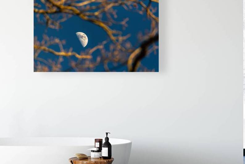 Beautiful image of a crescent moon seen through three branches at sunset  by caladoart
