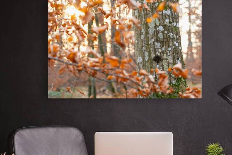 Evening sun shining through beautifully withered orange leaves next to tree trunk by caladoart
