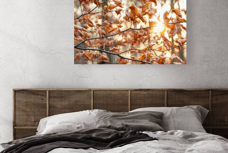 Evening sun shining through beautifully withered orange leaves in the forest  by caladoart