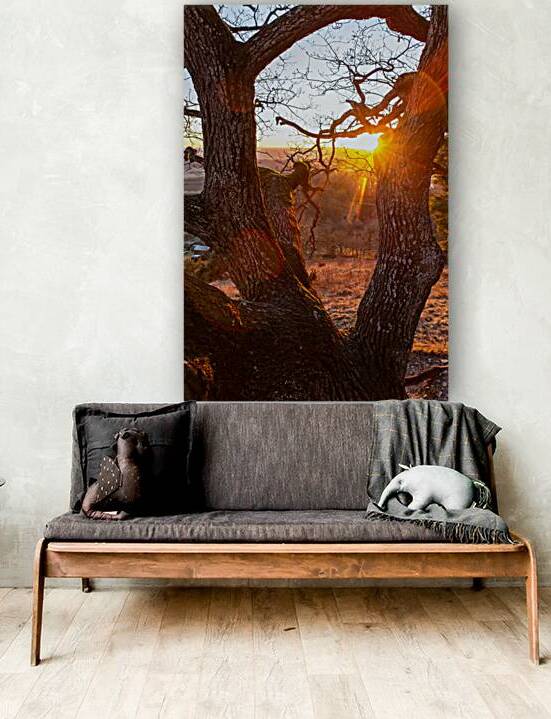 Setting sun shining through the branches of a gorgeous old tree  by caladoart