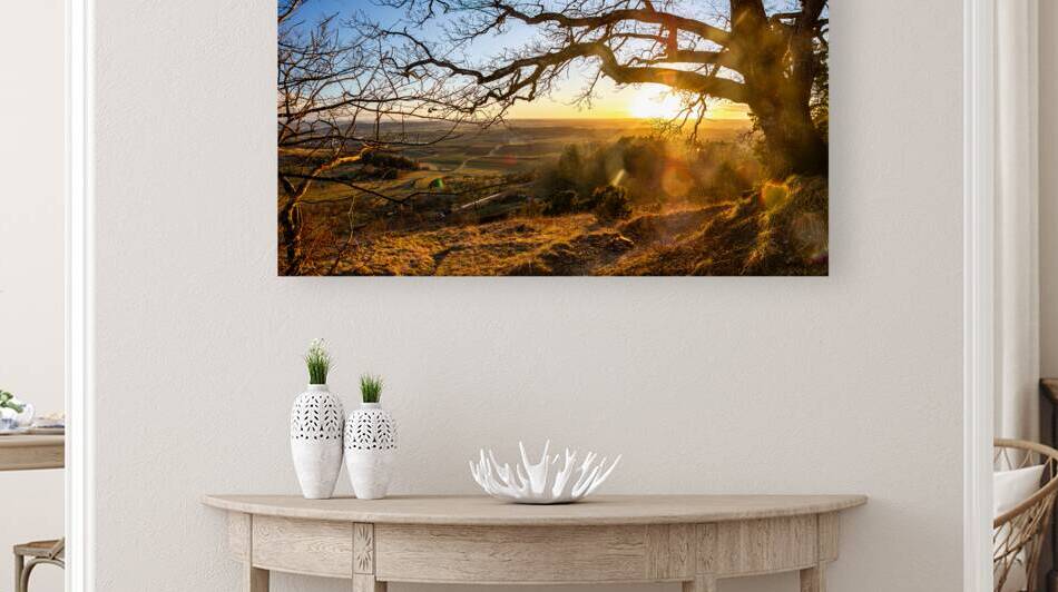 Panorama shot of the setting sun shining through the branches of an old tree in front of beautiful countryside  by caladoart