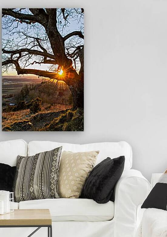 Setting sun shining through the branches of an old tree in front of beautiful countryside  by caladoart