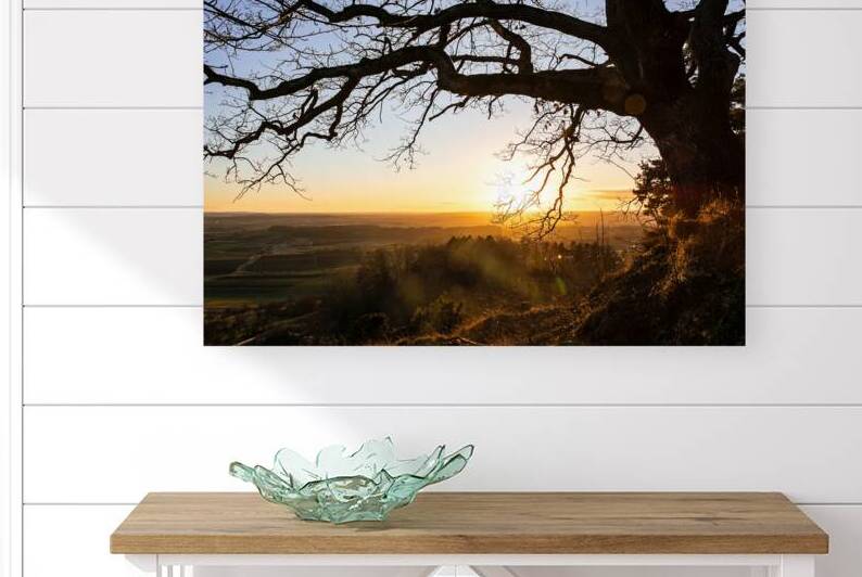 Setting sun shining through the branches of a gorgeous old tree in front of countryside  by caladoart
