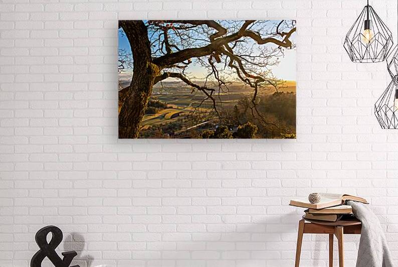 Gorgeous old tree in front of rural landscape at sunset  by caladoart