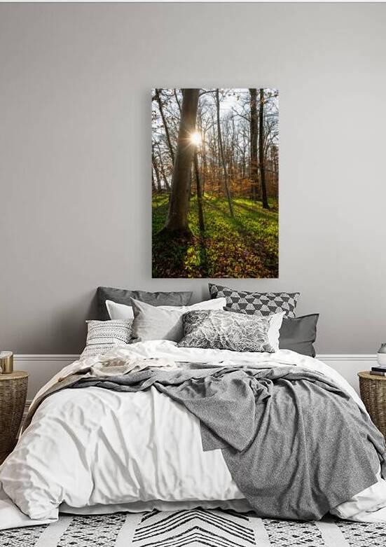 Wild garlic growing in the magnificent forest in early spring at sunset  by caladoart