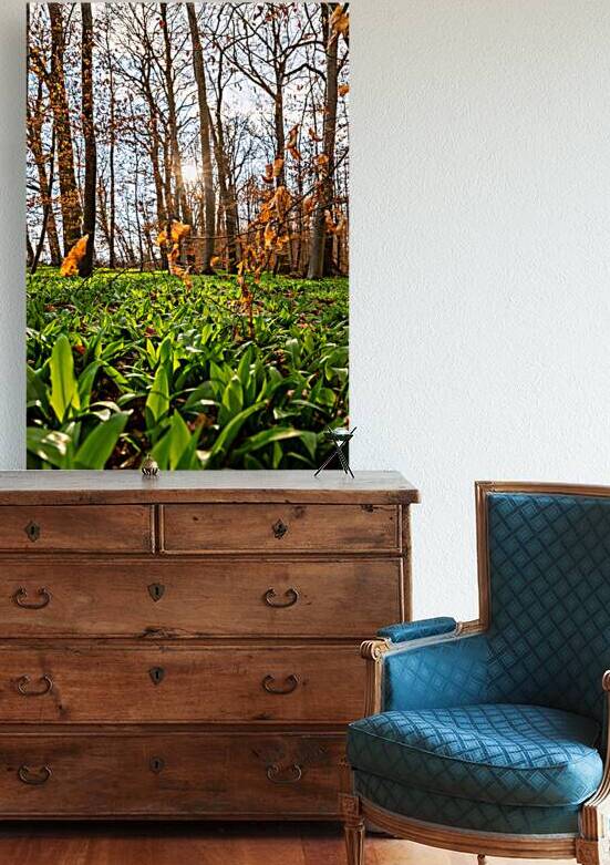Wild garlic growing in the beautiful forest in early spring at dusk  by caladoart