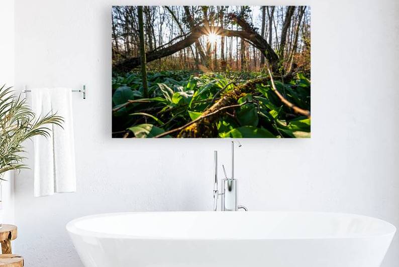 Closeup shot of wild garlic growing in the beautiful forest in early spring at sunset by caladoart