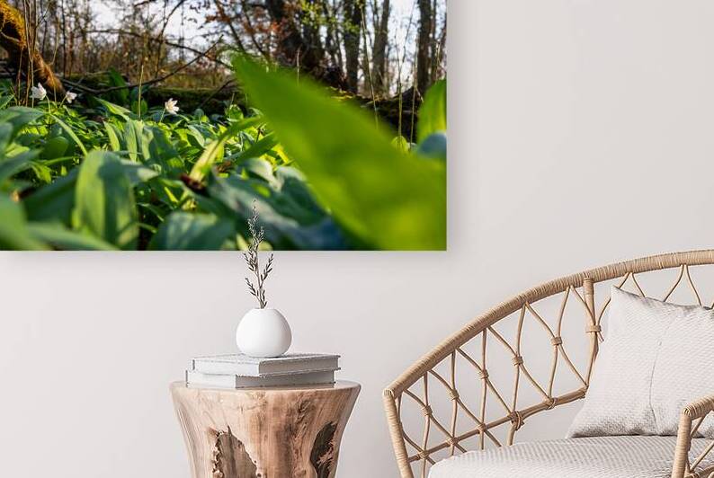 Closeup shot of wild garlic and thimbleweed in the beautiful forest in early spring at sunset by caladoart