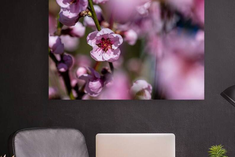 Closeup macro shot of beautiful rose peach blossom in spring by caladoart