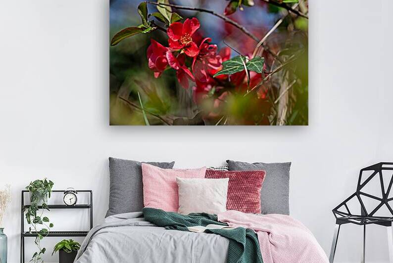 Closeup macro shot of beautiful red Japanese Flowering Quince in spring by caladoart