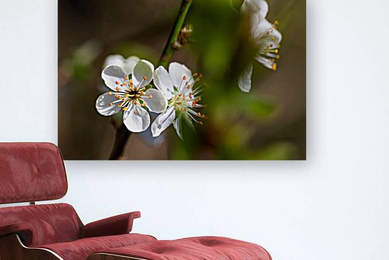 Closeup macro shot of beautiful white plum flower on a tree branch in spring by caladoart