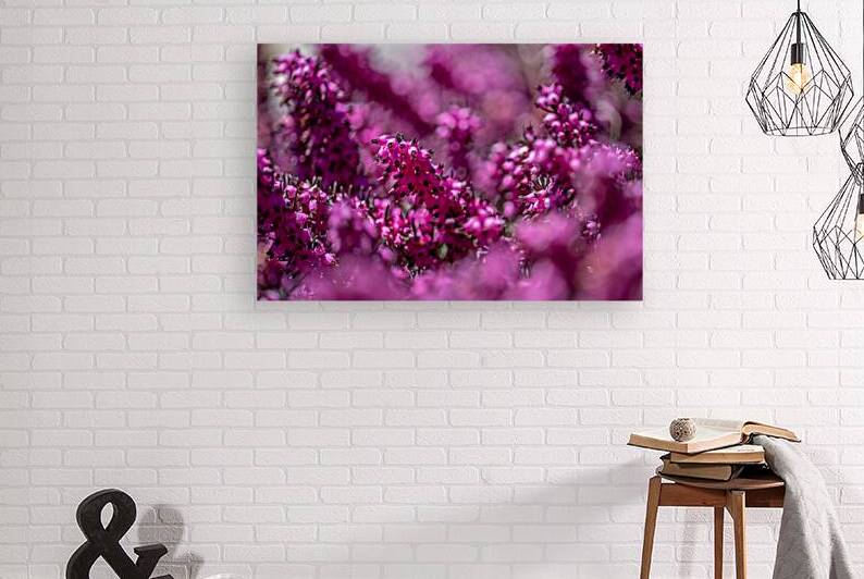 Closeup macro shot of beautiful small pink heather flowers in spring by caladoart