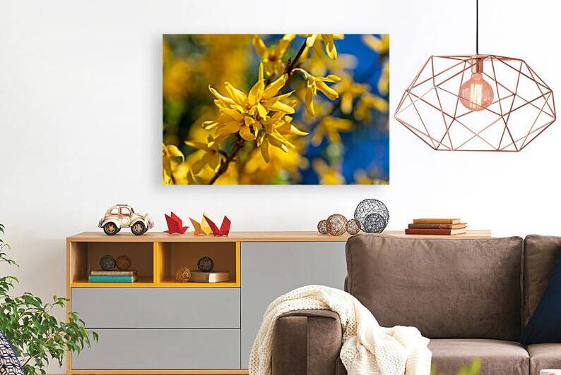 Closeup macro shot of beautiful yellow forsythia flowers in spring by caladoart