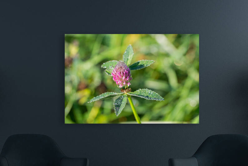 Macro shot of dewdrops on a Clover Flower  by caladoart