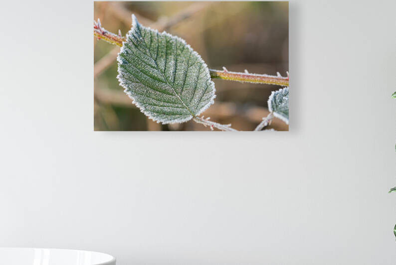 Macro shot of a frozen leaf Reproduction