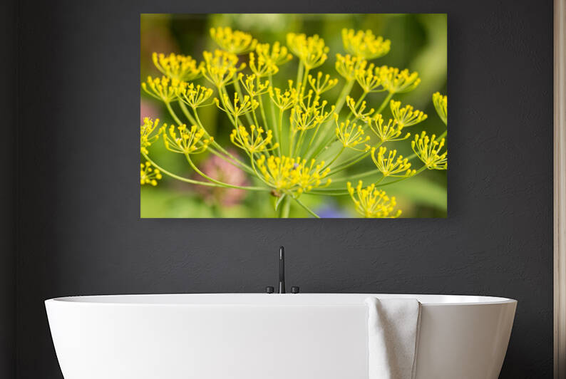 Closeup macro photo of yellow Fennel Flowers  by caladoart