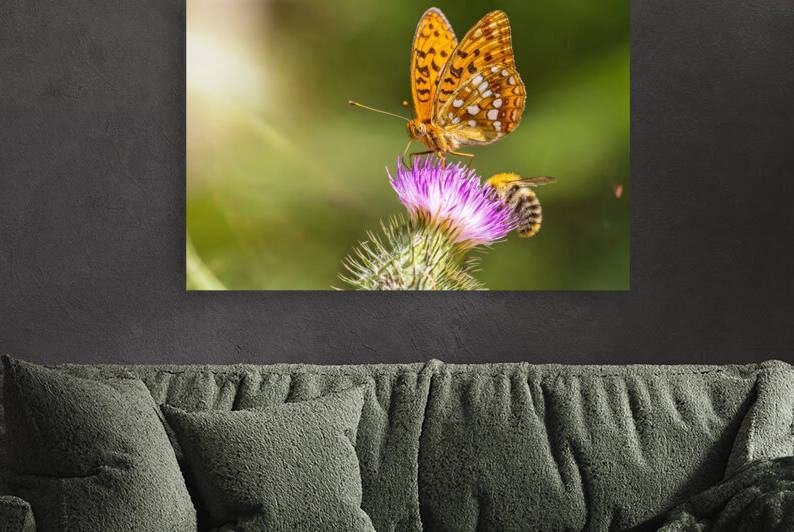 Butterfly and bee on a flower in the sunlight  by caladoart